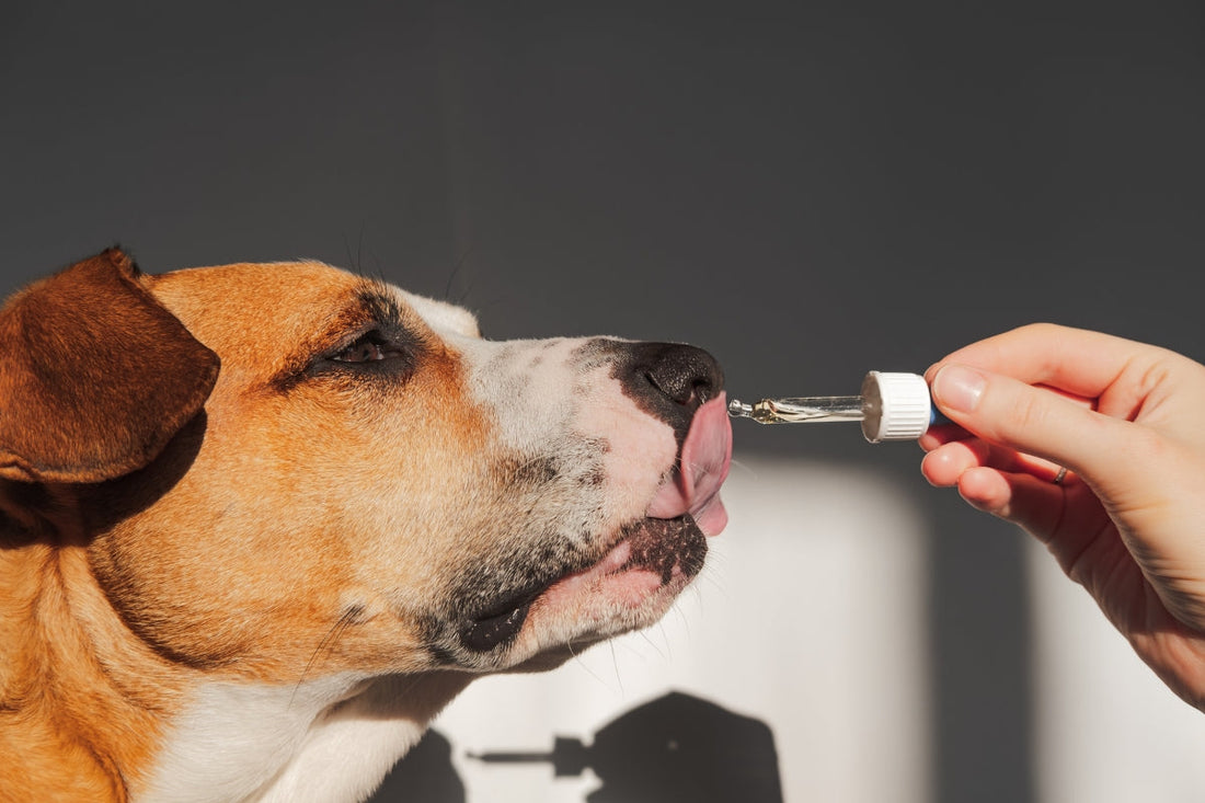 Water-Based CBD for Pets: A Gentle & Effective Way to Support Animal Wellness